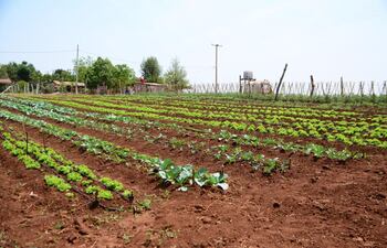 El proyecto de huerta comunitaria comenzó hace cuatro meses en la comunidad Jazmín del Monday de Ciudad del Este.