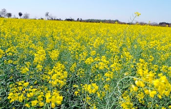 La canola es una excelente opción para los productores tras la cosecha de la soja.