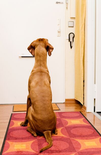 ¿Todo el día solo en casa? Es mucho para un perro, tanto para su vejiga como para su estado de ánimo.