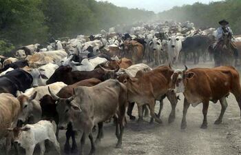 El trabajo ganadero tiene particularidades, el salario mínimo del empleado rural es diferente según el IPS y según el MTESS.