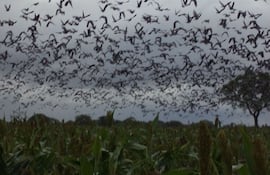Palomas migratorias sobre cultivos de sorgo, las mismas podrían ser uno de los agentes de dispersión de la gripe aviar. Hasta el momento los casos detectados fueron aislados. (Imagen archivo)
