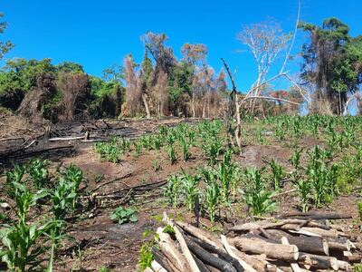Deforestación causada por invasores en una reserva forestal privada, denunció la ARP.