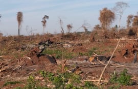 Deforestación en Vaquería.