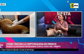 Perros criptorquidias y la importancia de la castración