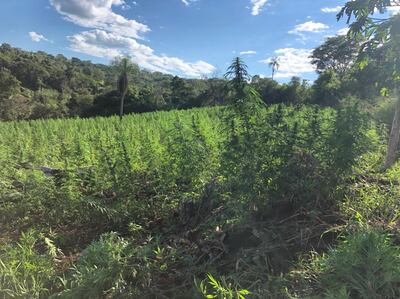 Plantaciones de marihuana, detectadas durante la Operación Capitán Bado, en Amambay.