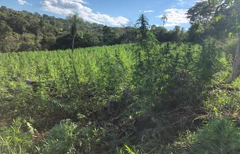 Plantaciones de marihuana, detectadas durante la Operación Capitán Bado, en Amambay.