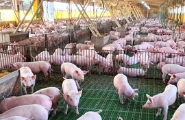 Un establecimiento especializado de producción de ganado porcino, con alta tecnología e inversión, en nuestro país. Foto de la ARP.