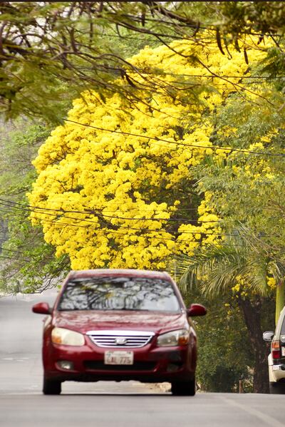 El tajy amarillo despliega todo su color y luego de tres o cinco días genera una alfombra natural en los jardines, sobre las calles o avenidas del país. Dicen que cuando su color se apaga, necesariamente llueve.
