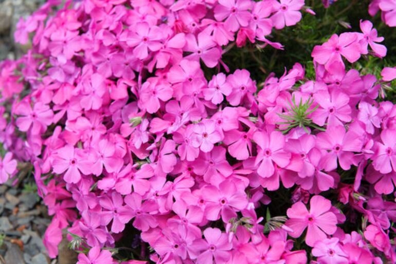 Wild Ground Phlox o musgo rosa.
Foto: Adobe Stock