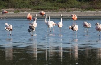 Aves migratorias alimentándose en las Lagunas Saladas. Foto de Jack Recalde.