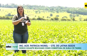 ABC RURAL: Sorgo gigante Boliviano como cobertura de suelo