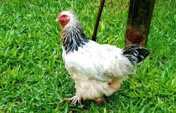 "Cococha", la gallina que sufrió de abuso sexual en julio del año pasado.