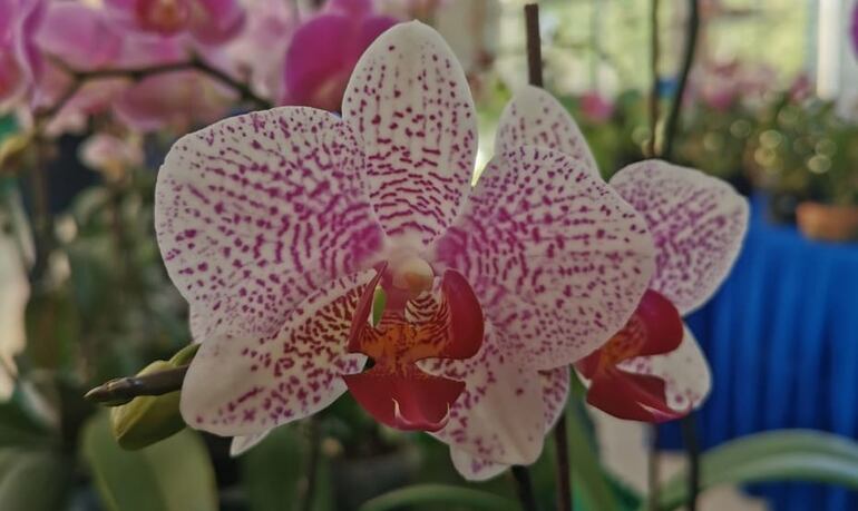La orquídea phalaenopsis o mariposa será una de las atracciones de la Expo Flora en el Abasto Norte. 