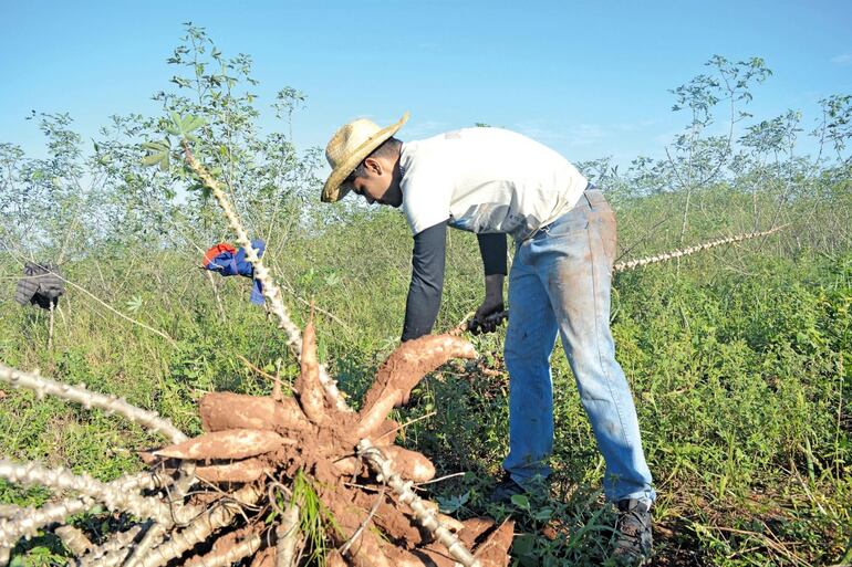 Cada año, los productores buscan destacarse en la producción de mandioca.