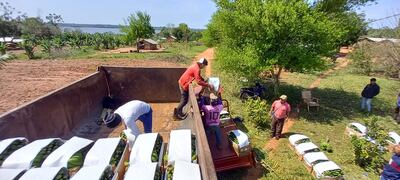 Momento en que cargan los cajones con bananas a camión de la Gobernación de Caaguazú para trasladar al Mercado de Abasto de Asunción.