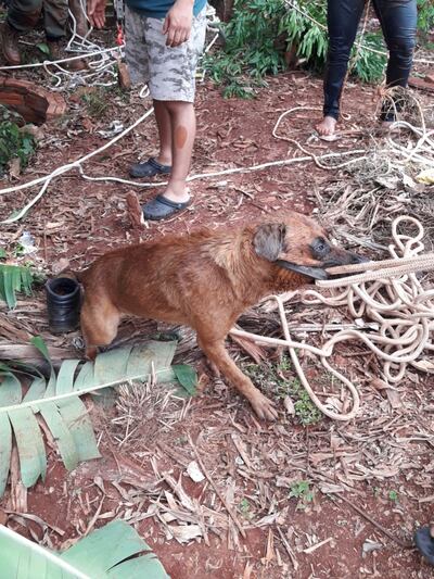 El perro fue rescatado por los bomberos voluntarios.