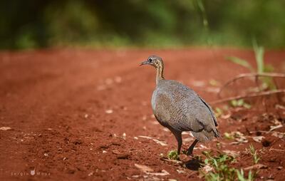 Ynambu kagua (Tinamus solitarius), fotografía gentileza de Sergio Moya. Esta ave es endémica del Bosque Atlántico y se encuentra en Peligro de Extinción (Res. MADES 254/19)