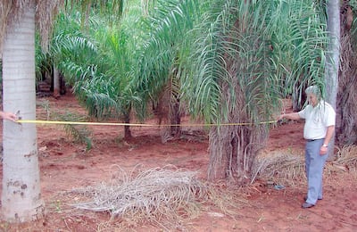 El Dr. Carlos Loup habla en este artículo de la ganancia que puede dar el coco al productor.