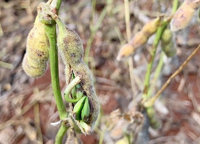 La soja empieza a germinar en la vaina por exceso de humedad.