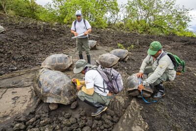 AME7245. QUITO (ECUADOR), 31/01/2020.- Fotografía cedida por el Parque Nacional Galápagos de los miembros de la expedición científica que encontraron en el volcán Wolf, de la Isla Isabel, tortugas gigantes que tendrían el linaje del Solitario Jorge, un emblemático quelonio gigante y único en su especie, que murió en junio de 2012. La expedición, que inició hace 10 días, regresó a su sede en la Isla Santa Cruz, en el centro del archipiélago, con 29 tortugas gigantes híbridas con linaje de la especie "Chelonoidis niger", considerada extinta Floreana, y una tortuga más, establecida como la de más alta prioridad por poseer alta carga genética de la especie "Chelonoidis abingdonii", a la que pertenecía Jorge o "George". EFE/ Parque Nacional Galápagos /SOLO USO EDITORIAL/NO VENTAS