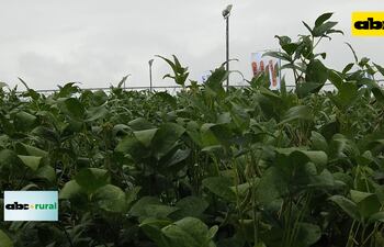 Prevén una “Niña” buena y sin sequía