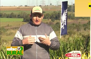 Variedades de maíz recomendadas para la zafra 2021/2022