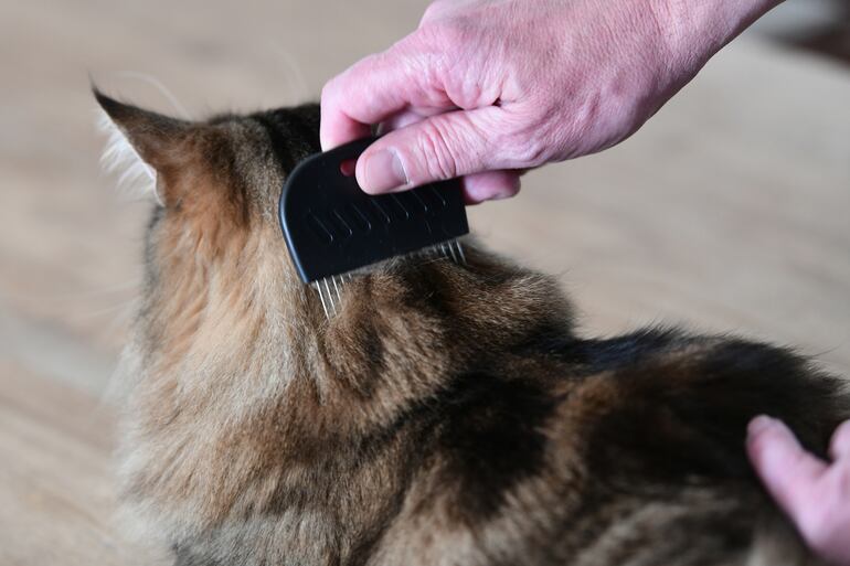 cómo deshacerse de las pulgas en perros y gatos