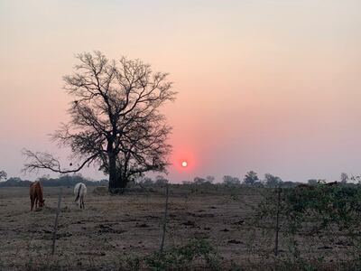 El paisaje en esta época es mayormente seco y las pasturas reverdecen solo después de la lluvia.