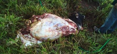 En la imagen se observa parte de un animal faenado por los abigeos que quedó abandonado en un pastizal