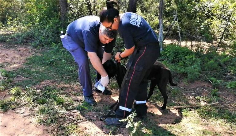 Bomberos se forman en guía de canes.
