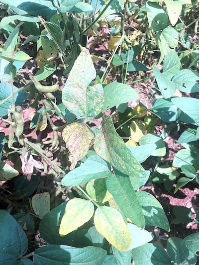 Cultivos de soja con síntomas del ataque del Fusarium.