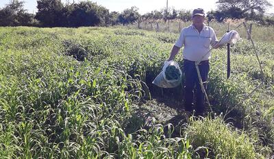 Investigación sobre el Milleto como forraje, realizado en el local de la ARP Ñeembucú.