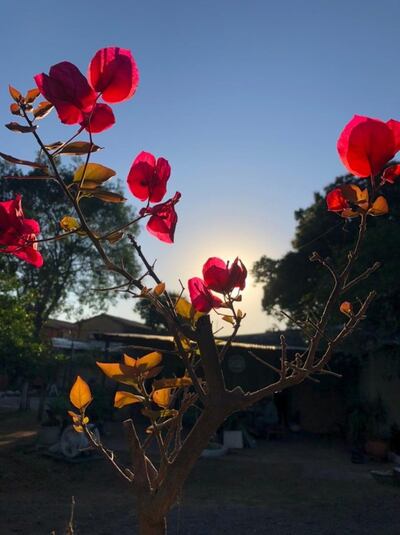 Plazas y paseos centrales cambiarán su aspecto con flores y hojas de vista sembrados por el vivero municipal.