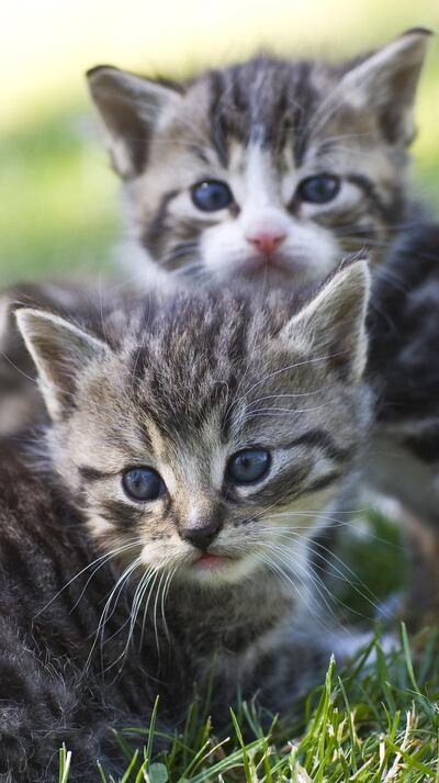 Es innegable que la mascota una vez castrada se vuelve más hogareña, lo que ayuda a evitar que se fugue de la casa y que en consecuencia, entre en contacto con animales en situación de abandono que pueden ser portadores de múltiples enfermedades transmisibles.