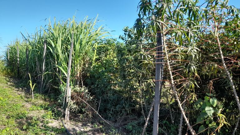 plantaciòn de mandioca y caña dulce en el pantanal.