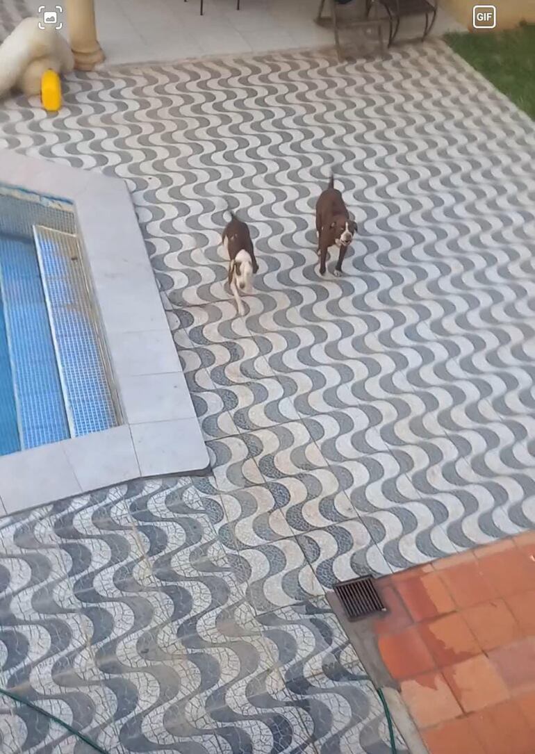 Son tres los perros que atacaron a estas personas.
