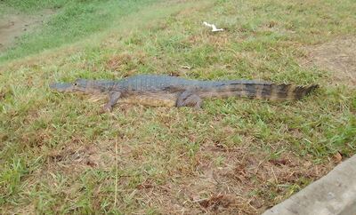 Rescatan yacaré overo en la Central de Yacyretá