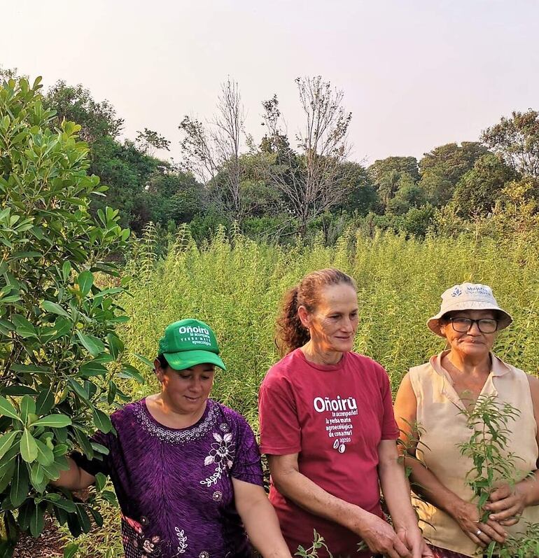 Mabel Sánchez, Zulma Chávez y Juana Elsa Marecos integrantes Comité de Mujeres Oñondive y productoras de la yerba orgánica.