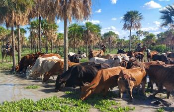 Los 245 animales vacunos robados y recuperados por agentes antiabigeato en la estancia Tendondera, ubicada en Alto Paraguay.