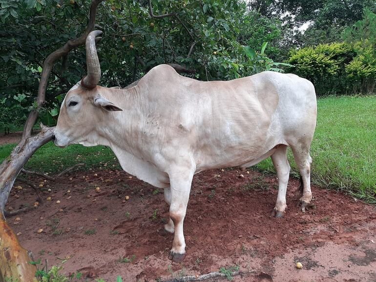 El buey fue recuperado por los vecinos.