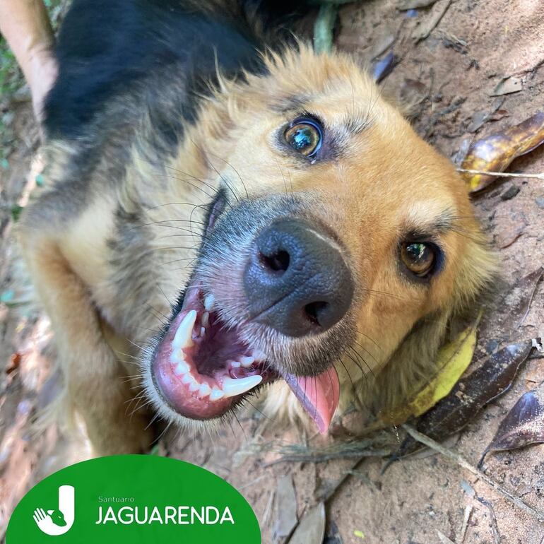 Uno de los perros que vive en el santuario "Jagua renda". (gentileza).