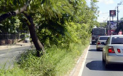 Así de mal está el paseo central de la avenida Sacramento.