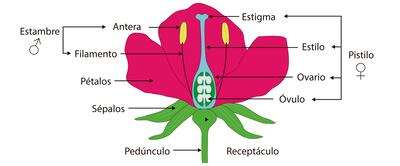 Las partes de la flor.