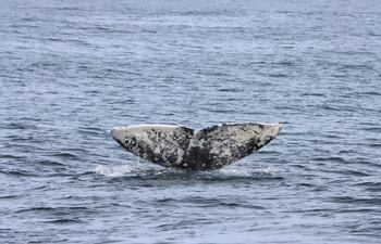 Las ballenas cruzan por el sector para tener sus crías y luego regresan a Alaska.