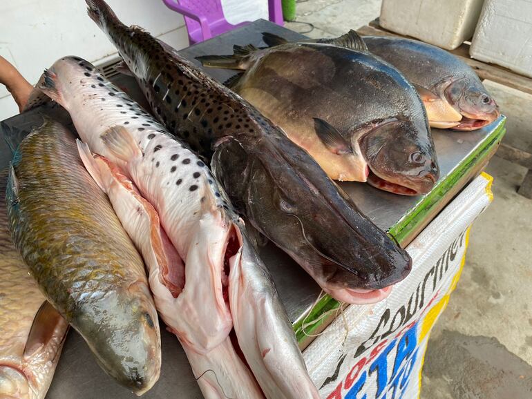 Una gran variedad de pescado fresco se podrá encontrar en la zona de Remanso.