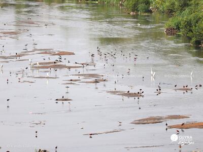 Imagen de archivo de la ong Guyra Paraguay, de una laguna salada del Chaco, con aves migratorias compartiendo el espejo de agua con aves silvestres autóctonas.