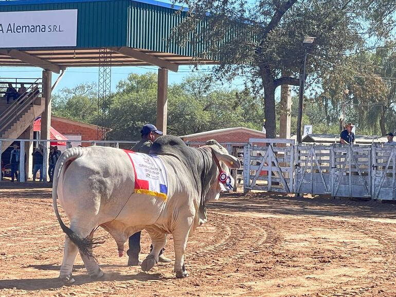 Uno de los ejemplares vacunos que competirá por un premio.