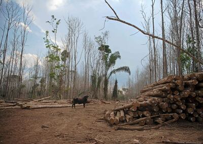 Alta Floresta, Mato Grosso.