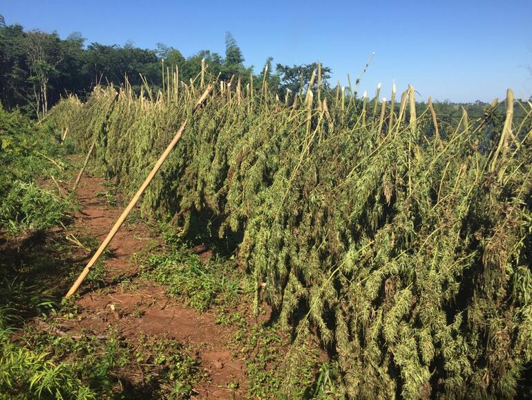 Proceso de secado utilizado por los cultivadores de marihuana.