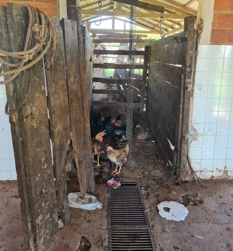 Deplorable estado de matadero municipal de Acahay.